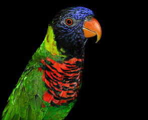 Image showing Rainbow Lorikeet