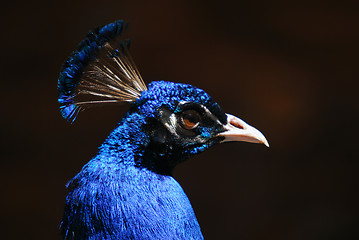 Image showing Indian Peafowl