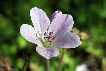 Image showing Wood Cranesbill (Geranium sylvaticum), pink blossom