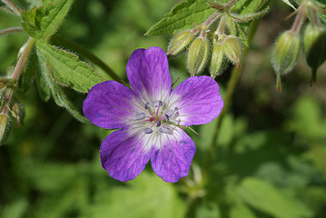 Image showing Wood Cranesbill, Geranium Sylvaticum, purple blossom.