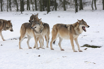 Image showing canis lupus wolfes