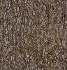 Image showing Pine-tree bark