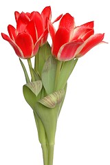 Image showing Red Tulips