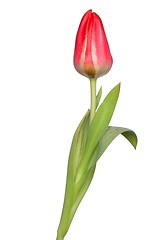 Image showing Red Tulip