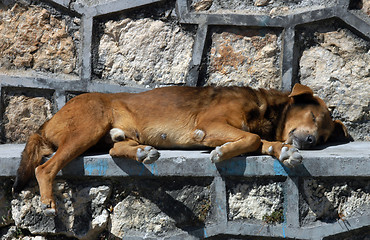 Image showing Dog sleeping on the street in San Cristobal