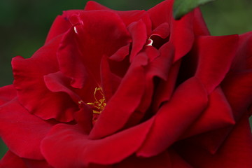 Image showing Red Rose macro