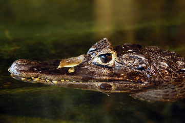Image showing small crocodile head in the wate