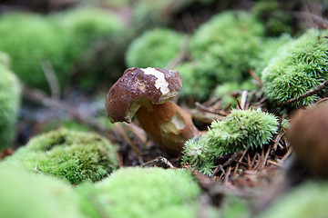 Image showing wild growing mushrooms in the forest