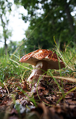 Image showing wild growing mushrooms in the grass