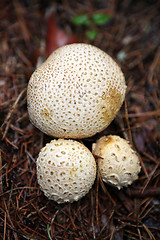 Image showing wild growing mushrooms inthe grass