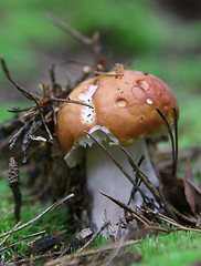 Image showing wild growing mushrooms inthe grass