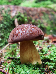 Image showing wild growing mushrooms in the grass