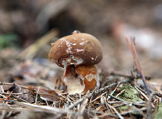 Image showing wild growing mushrooms in the grass