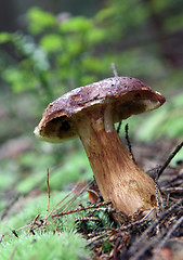 Image showing wild growing mushrooms in the grass