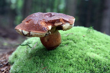 Image showing wild growing mushrooms in the forest