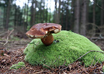 Image showing wild growing mushrooms in the forest