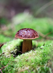 Image showing wild growing mushrooms in the forest