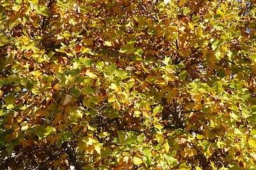 Image showing Yellow leaves