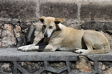 Image showing Dog lying on the street in San Cristobal