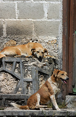 Image showing Dogs on the street in San Cristobal