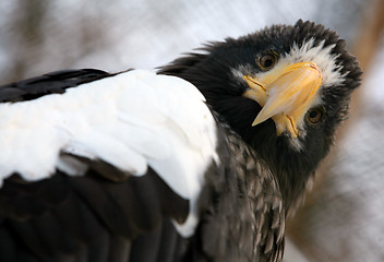 Image showing Steller's  sea eagle - Haliaeetus pelagicus