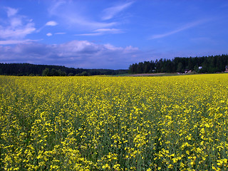 Image showing Glade of yellow flowers