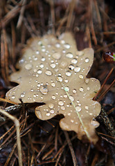 Image showing Moisture on dropped leaf lying in grass