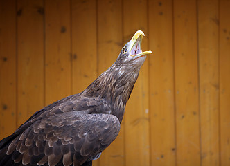 Image showing Eagle in the ZOO