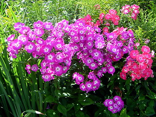 Image showing Phlox