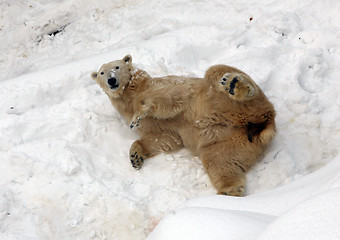 Image showing Polar bear on the snow in zoo