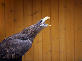 Image showing Eagle in the ZOO