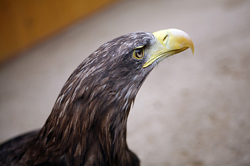Image showing Eagle in the ZOO