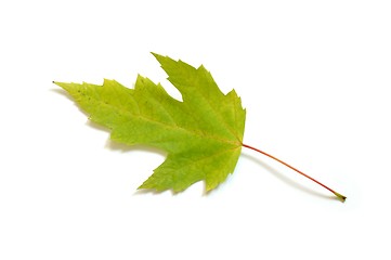 Image showing Leaf