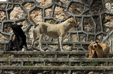 Image showing Dogs on the street in San Cristobal