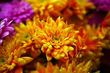 Image showing Daisy flowers