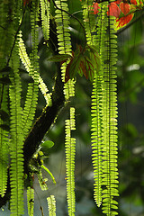 Image showing Green plants near Agua Azul in Mexico
