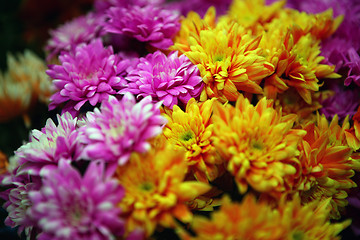 Image showing Daisy flowers