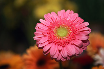 Image showing Daisy flowers