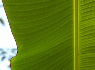 Image showing Detail of green leaf groving near Agua Azul in Mexico