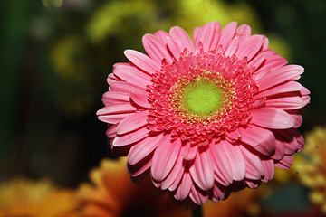 Image showing Daisy flowers