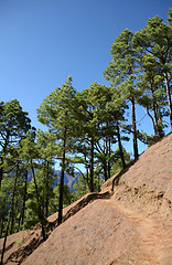 Image showing Special canarian pine-tree in national park Caldera de Taburiente, La Palma, Canarian islands