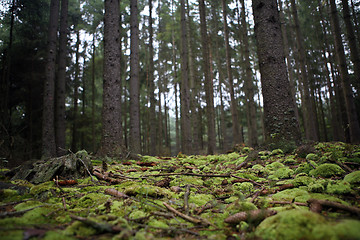 Image showing Bohemian forest in the autumn