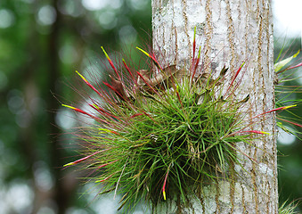 Image showing forest flower growing on the tree, Yachilan Mexico