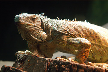 Image showing portrait of iguana