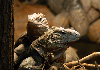 Image showing portrait of couple of  iguanas