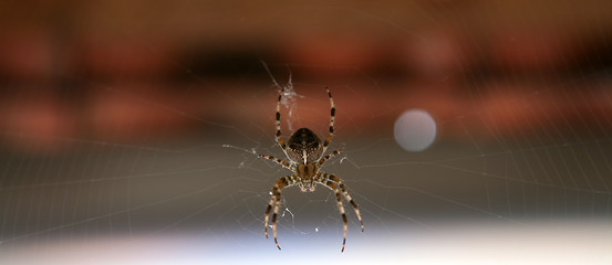 Image showing Cross spider in its web