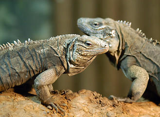 Image showing portrait of couple of  iguanas