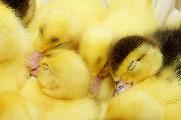 Image showing Yellow and black ducklings sleeping