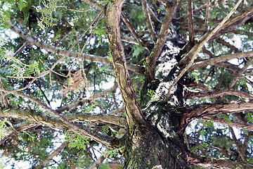 Image showing Cypress tree