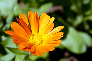 Image showing Marigold flower